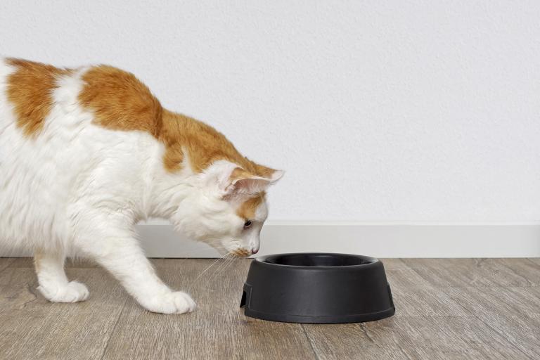 a tabby cat looking curiously at a pet food dish